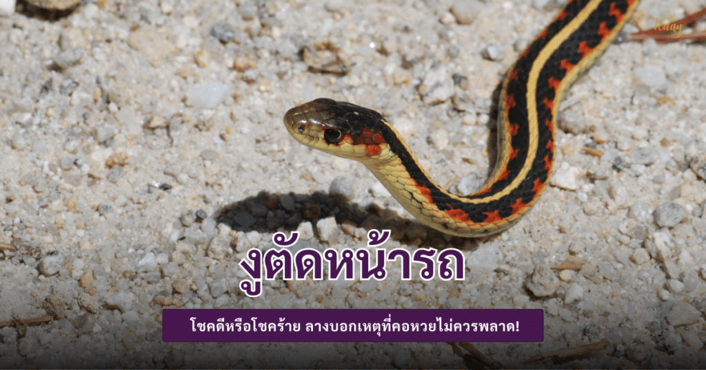 งูตัดหน้ารถ