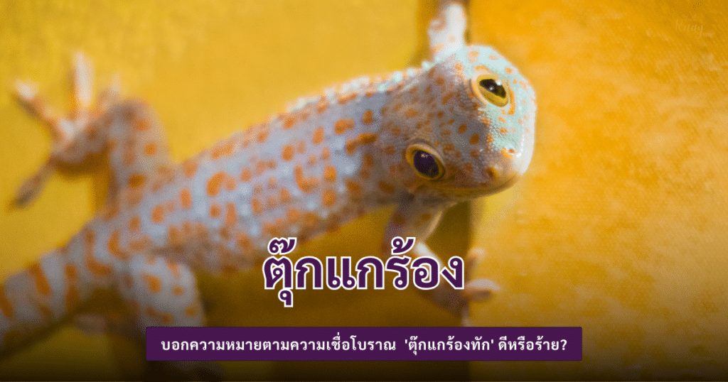 ตุ๊กแกร้อง