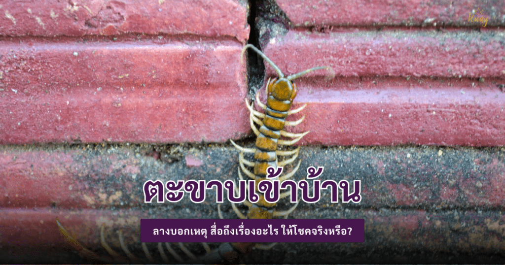 ตะขาบเข้าบ้าน