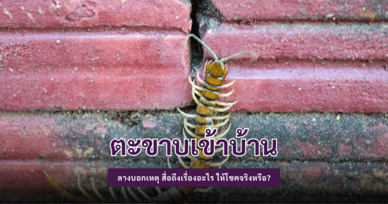 ตะขาบเข้าบ้าน
