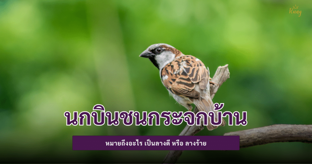 นกบินชนกระจกบ้าน