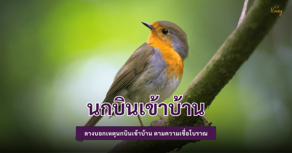 นกบินเข้าบ้าน