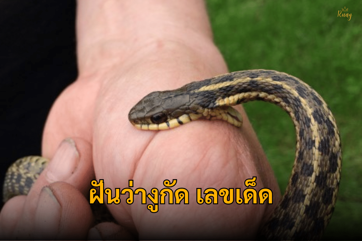 ฝันว่างูกัดเลขเด็ด
