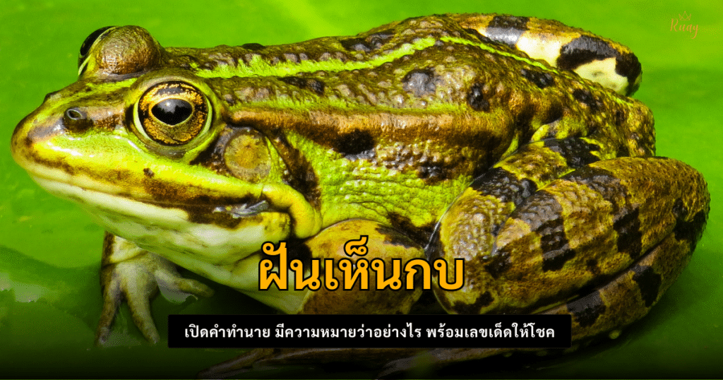 ฝันเห็นกบ