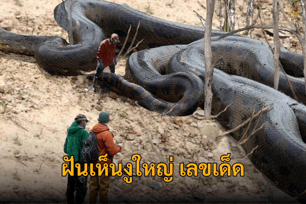 ฝันเห็นงูใหญ่เลขเด็ด