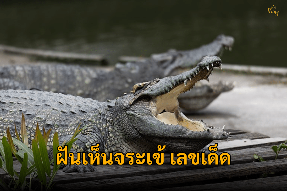 ฝันเห็นจระเข้เลขเด็ด