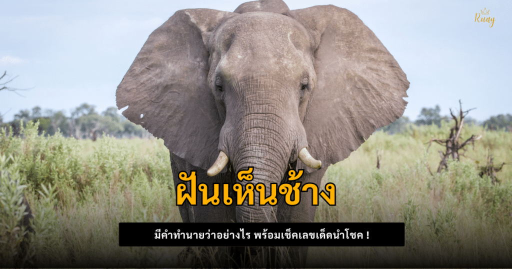 ฝันเห็นช้าง