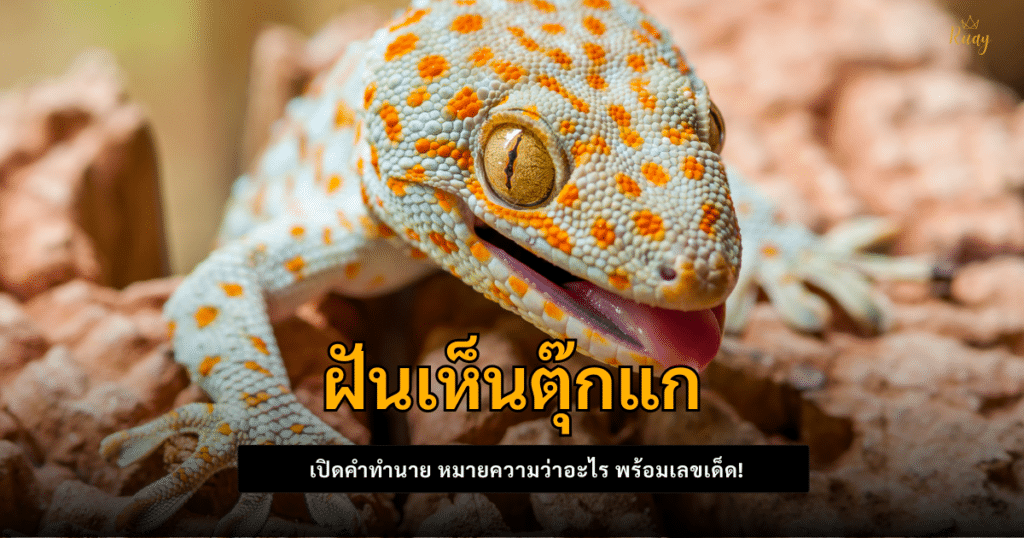 ฝันเห็นตุ๊กแก