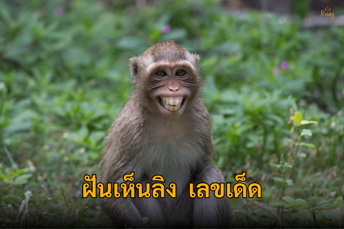 ฝันเห็นลิงเลขเด็ด