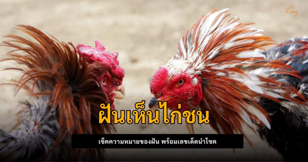 ฝันเห็นไก่ชน