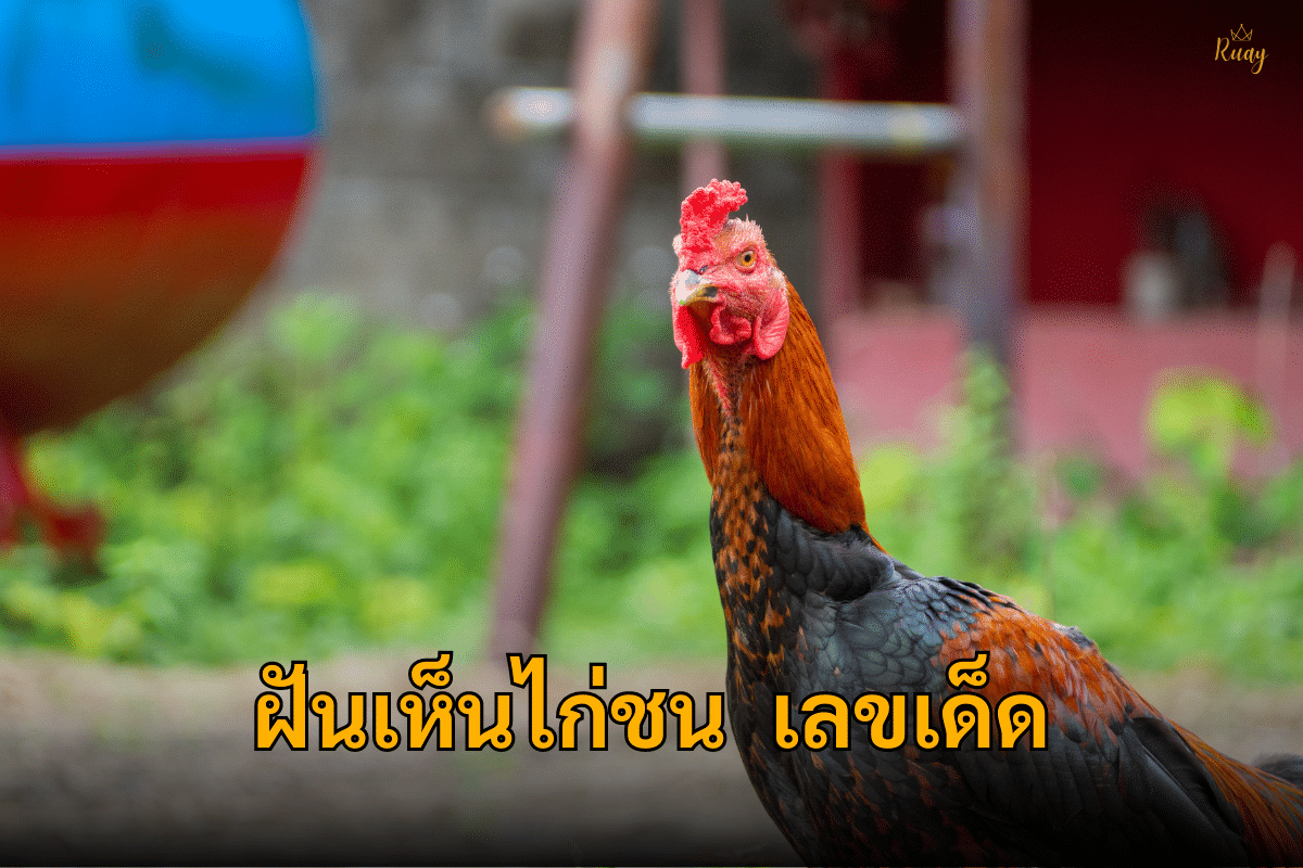 ฝันเห็นไก่ชนเลขเด็ด