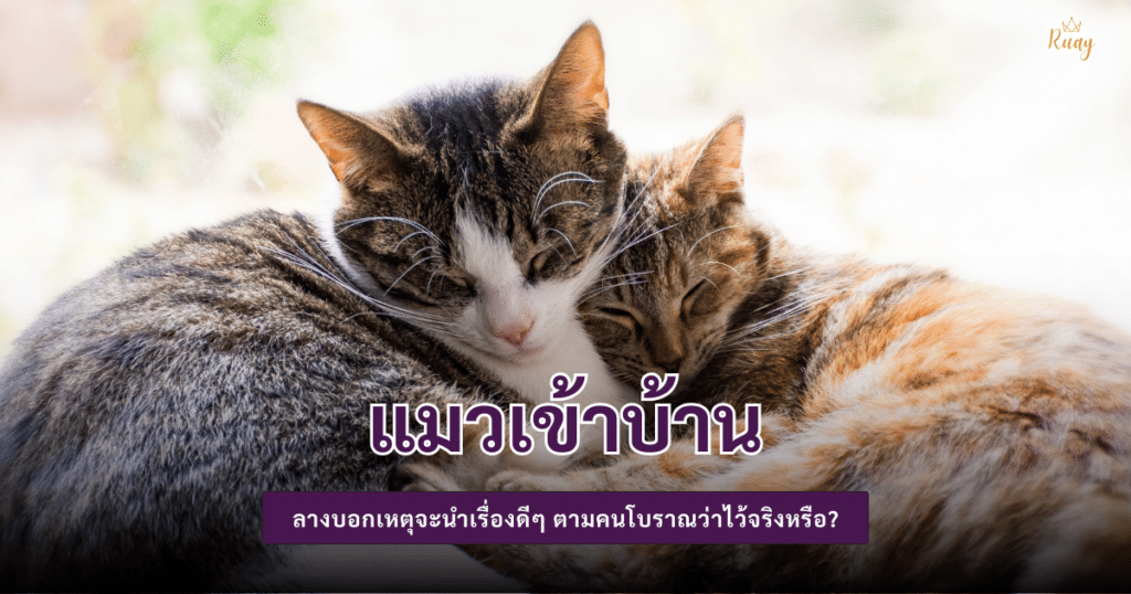 แมวเข้าบ้าน