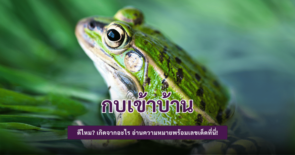 กบเข้าบ้าน