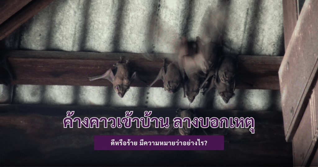 ค้างคาวเข้าบ้าน-ลางบอกเหตุ