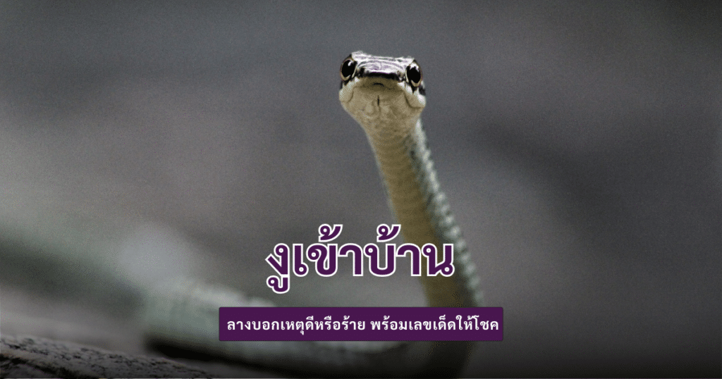งูเข้าบ้าน
